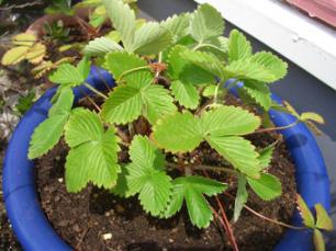 ワイルドストロベリー2484-01