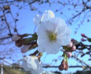 桜　004