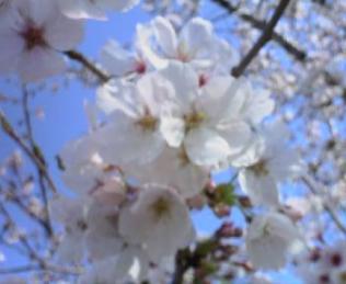桜　006