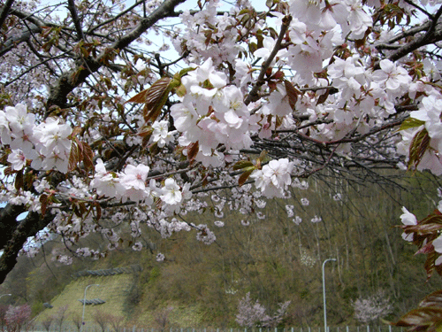 桜.gif