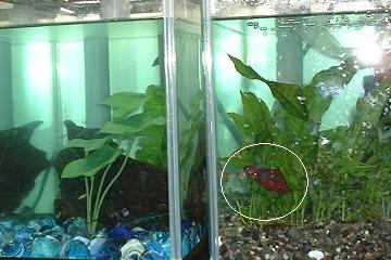 DSCF0278