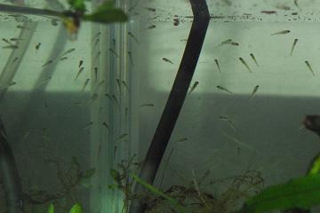 071229金魚の稚魚