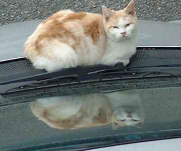 ジュニア