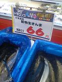 秋刀魚