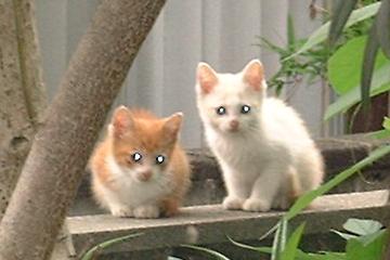 子猫７