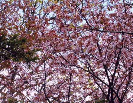 桜（遠景）