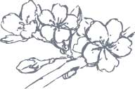 桜の下絵