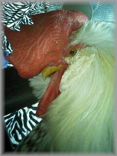 2007-10-07_11-060001 (2).jpg