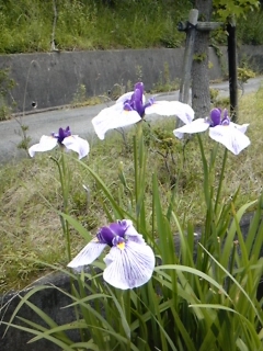 花菖蒲