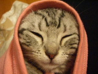 ココ特集１.jpg