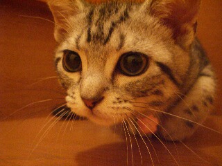ココ特集５.jpg