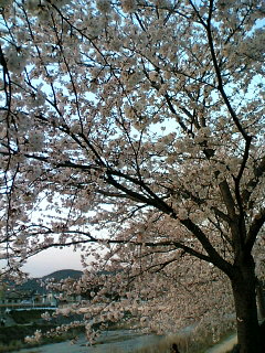 ４月７日京都の桜＃２