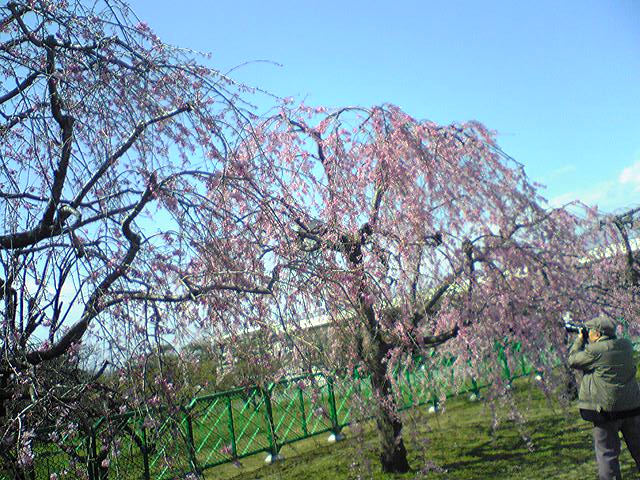 しだれ桜