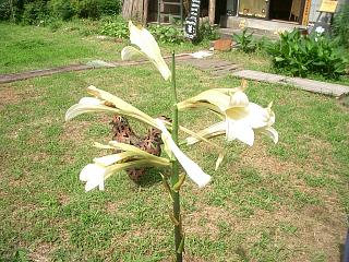 百合？１