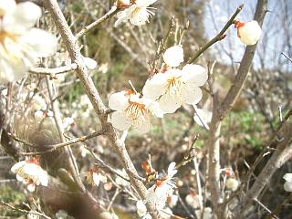 梅花１