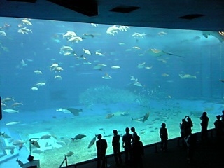 美ら海水族館