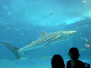 ｼﾞﾝﾍﾞｲｻﾞﾒ