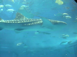 ｼﾞﾝﾍﾞｲｻﾞﾒ