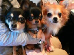 いちご　のんの　るい