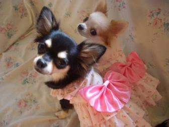 ティアラ＆クレア