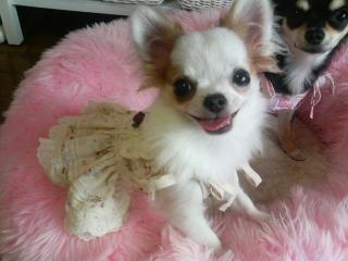 クレア　ローズ