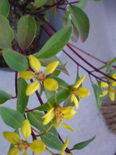 ミリオンキッス