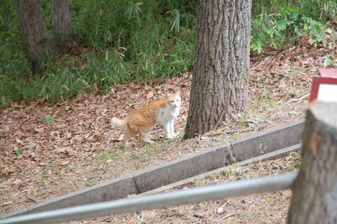 ネコちゃんと遭遇