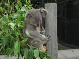 コアラ