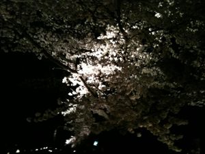 夜桜５