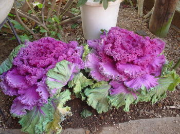 娘が植えて呉れた、正月の花