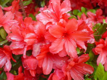 家内撮る、真っ赤のつつじ