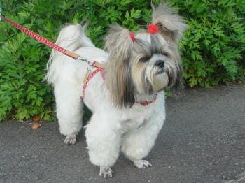 トリミング仕立てのハッピー