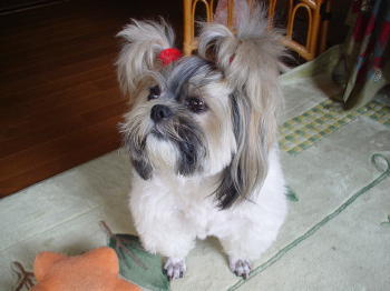 ２個結びのハッピー