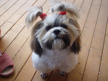 ２個結びノハッピー２