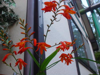 家内撮る赤い花