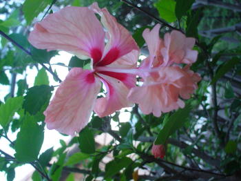 家内撮るハイビスカス