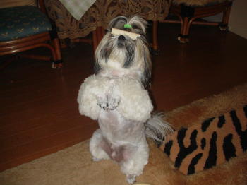 ガムを鼻の上に載せる