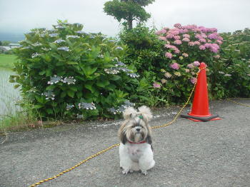 紫陽花祭りにて