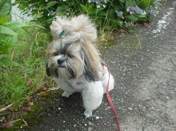 夏対応のハッピー