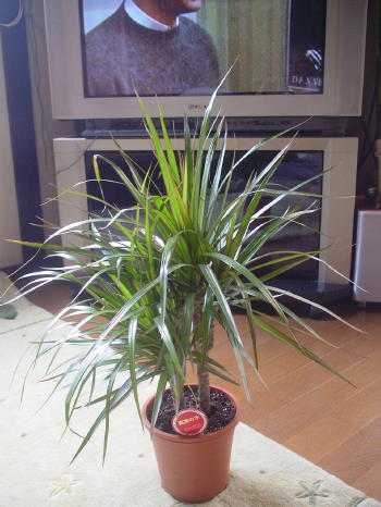 母の日に贈った、真実の木