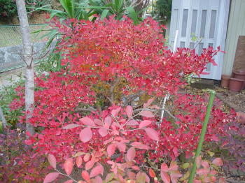家の前の紅葉