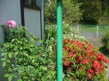 裏のバラとつつじ