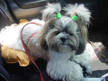 車の中は暑いのだ