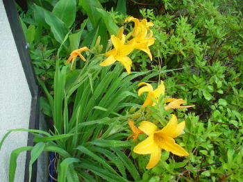 次から次えと咲いて来る