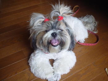 お散歩から帰りヒィヒィ