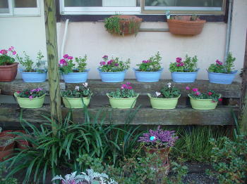 娘が植えて呉れた花類