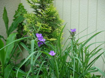 何て花なんだろう