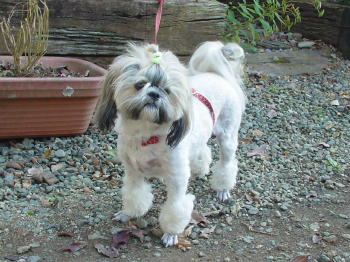 トリミング仕立て