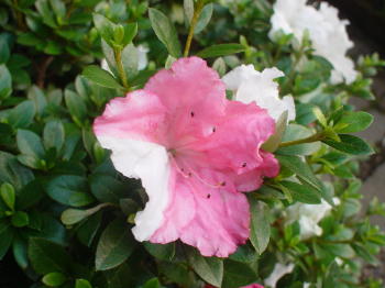 白とピンクの混ざり