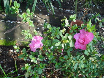 植え替えたのに大丈夫